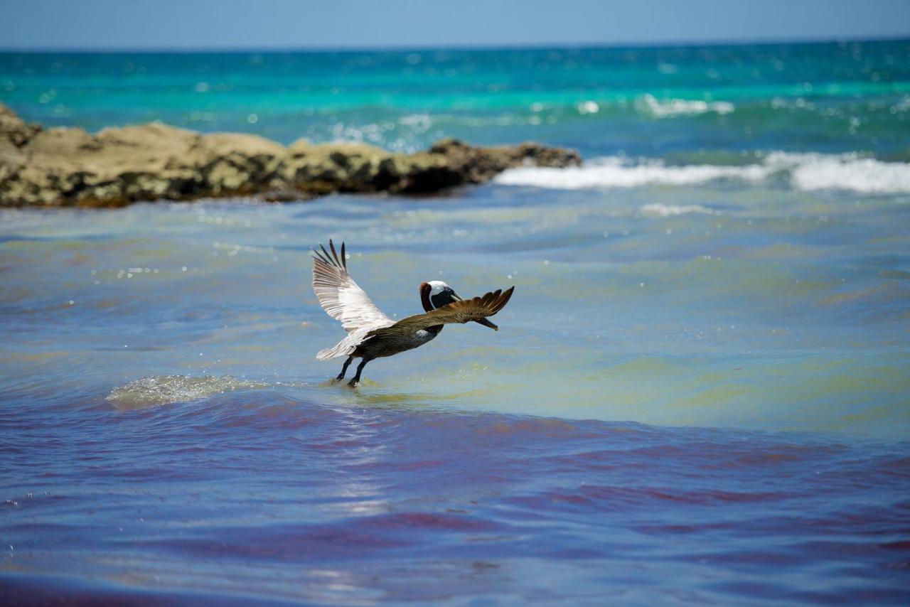 Zamas Hotel Tulum Rum bild